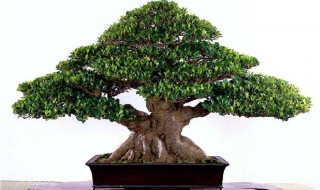 榕树怎么养 榕树怎么养根才膨大