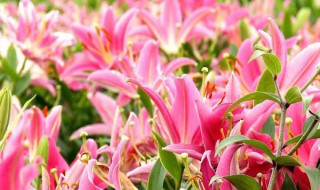 百合怎么养才能开花多旺盛 百合这么养才能开花