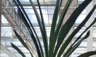 君子兰不开花是怎么回事呢 君子兰不开花该怎么办