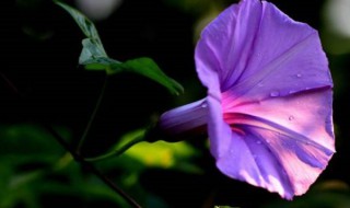 牵牛花在什么时间里开花（牵牛花在什么时候开?）