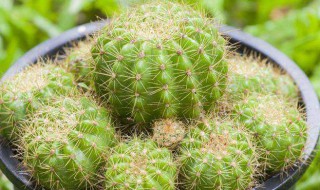 仙人球在几年之内开花 仙人球在几年之内开花啊