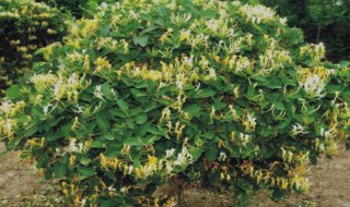 金银花在哪月份开花（金银花是几月开的）