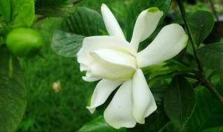 栀子花开花后的要剪掉吗 栀子花开后需要剪掉吗