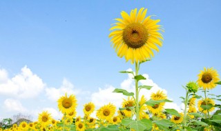 向日葵具体开花时间(向日葵具体开花时间是几月份)