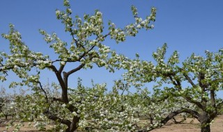 棠梨树种几年能开花（棠梨树种几年能开花啊）
