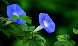 牵牛花在春天开花吗 牵牛花在春天开花吗图片