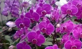 蝴蝶兰是春季开花吗（蝴蝶兰是春季开花吗还是冬季）