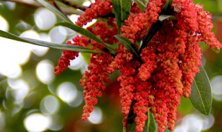 杨梅到底是什么季节开花的(杨梅是什么时候开花)