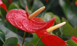 红掌不开花是烂根吗（红掌不开花是烂根吗图片）