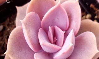 多肉开花咋处理（多肉开花咋处理好看）