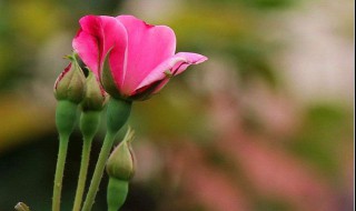 月月红为啥不开花 月月红为什么不开花