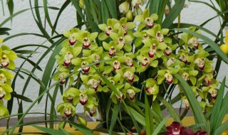 蕙兰开花后怎么养殖 蕙兰开花后怎么养护