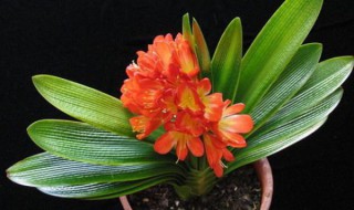 君子兰开花以后还会开花吗(君子兰开花以后还会开花吗图片)