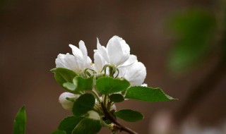 果树开花就要授粉吗 果树开花就要授粉吗视频