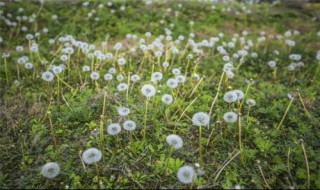 蒲公英开花了还可以移栽吗（蒲公英开花了还可以移栽吗图片）