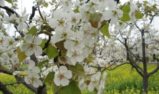 梨子树开花时能打药吗（梨子树开花时能打药吗视频）