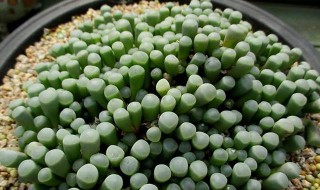 多肉五十铃开花多久 多肉 五十铃