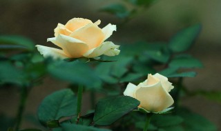 玫瑰开花的特点 玫瑰开花的特点有哪些