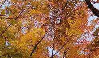 山红叶开花吗 山红叶什么时候变红