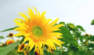 向日葵在夏天什么时候开花 向日葵在夏天开吗