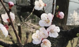 杏树没开花就发芽 杏树没开花就发芽了怎么办