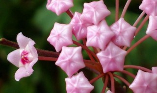 秋兰开花季节（秋兰在什么时候开花）