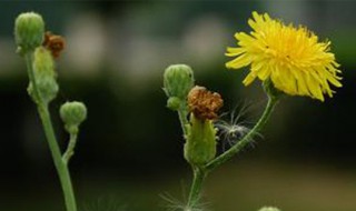 野生蒲公英几月份开花 野生蒲公英花什么时候采摘好