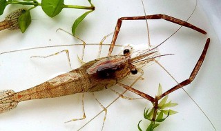 河虾在鱼缸里能繁殖吗 河虾放鱼缸会不会吃热带鱼