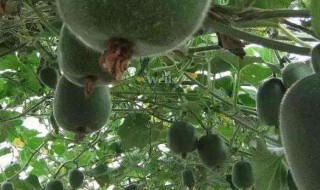 冬瓜为啥开花不结果 冬瓜为什么开花不结果