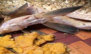 鲫鱼鱼籽的做法（鲫鱼鱼籽的做法大全）