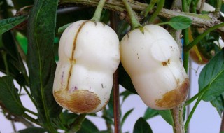 人参果开花到结果用多长时间(人参果开花到结果用多长时间能结果)