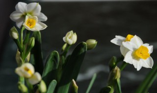 水仙最迟什么时候开花（水仙最迟什么时候开花结果）