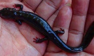 东方蝾螈可以用手拿吗 东方蝾螈可以离开水吗