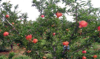 石榴花是哪一月开花的（石榴花是哪个月开的）