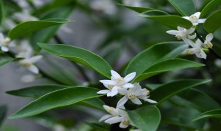 桔子树头一年开花需要修剪吗 桔子树头一年开花需要修剪吗