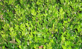 黄杨黄叶怎么补救(黄杨黄叶了怎么办)