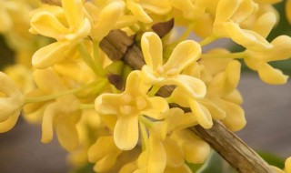 有三月份开花的桂花吗（有三月份开花的桂花吗图片）