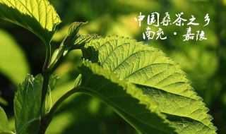 桑叶茶和什么搭配最好 桑叶泡水喝竟有6个害处