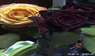 黑美人月季几月开花（黑美人月季几月开花啊）