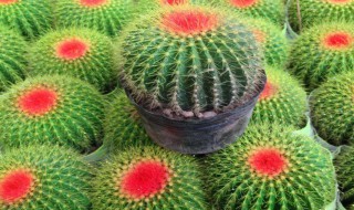 红娜丸仙人球开花吗 红娜丸仙人球品种介绍