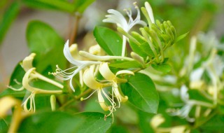 金银花秋天几月开花 金银花秋天几月开花结果