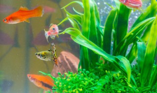 鱼缸净化的植物有哪些（鱼缸净化的植物有哪些图片）