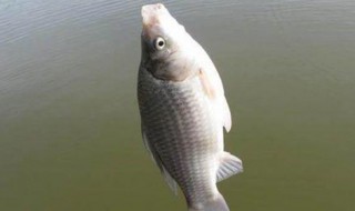 钓鱼用剩下的蚯蚓怎么储存饲养(钓鱼剩下的蚯蚓怎么养活)