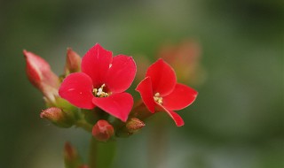 长寿花怎么掐尖 长寿花怎么掐尖视频