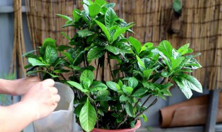 栀子花开完后用剪枝吗（栀子花开完以后要剪吗）