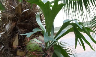 鹿角蕨的养殖方法 鹿角蕨的养殖方法视频