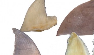 鱼翅怎么做菜吃 鱼翅怎么做菜吃好吃