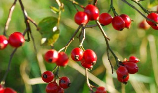 红果参当水果要怎么吃 红果参能当水果吃吗