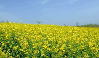 油菜花是在什么季节开花 油菜花是什么季节开的?