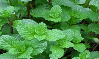 薄荷的功效你了解多少（薄荷的功效与作用害处）